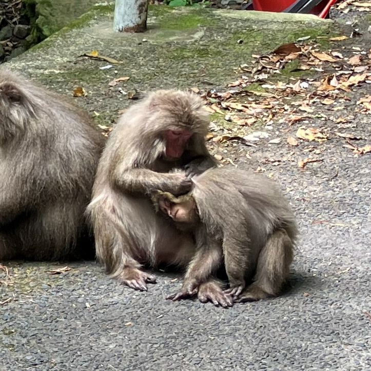 ひめしゃらの宿スタッフのアバター