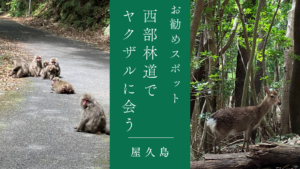 【屋久島おすすめ観光スポット】西部林道でヤクザルに会いたい！