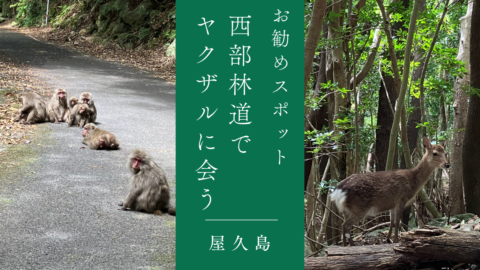 【屋久島おすすめ観光スポット】西部林道でヤクザルに会いたい！