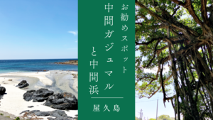 【屋久島おすすめ観光スポット】中間ガジュマルと中間浜