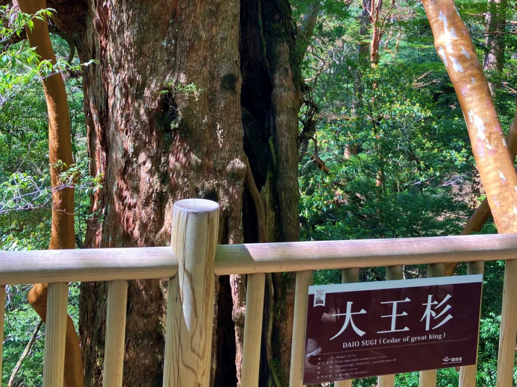 大王杉_縄文杉トレッキング