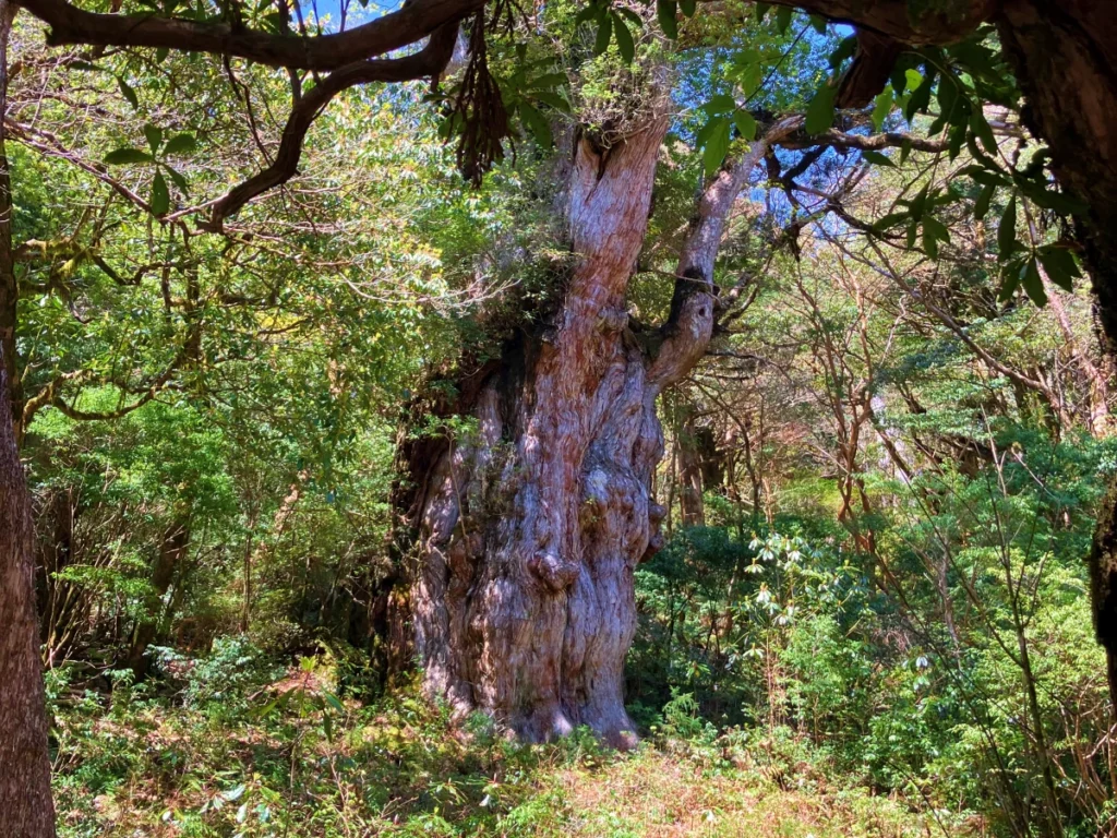 屋久島を象徴する巨木・縄文杉