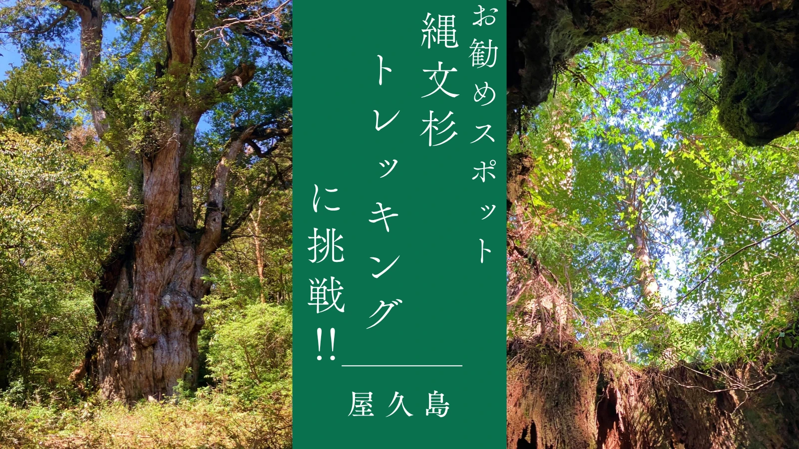 屋久島・縄文杉トレッキングに挑戦！行き帰りをレポートします